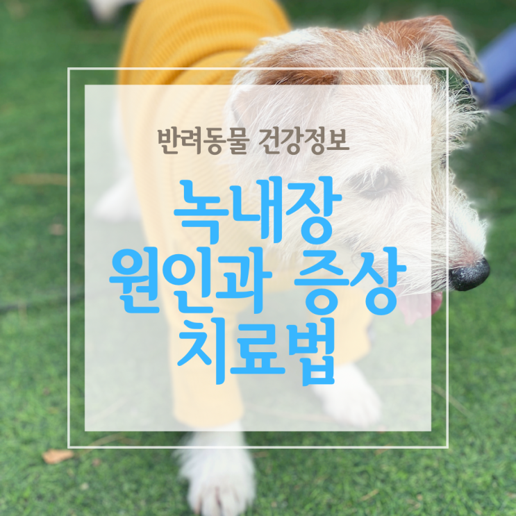  강아지 눈병, 녹내장의 원인과 증상 그리고 치료