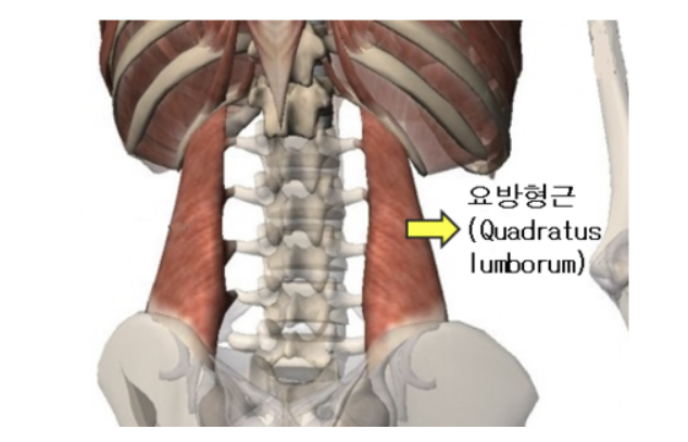 척추기립근과 허리통증: 어디 허리가 아픈지 확인해보세요