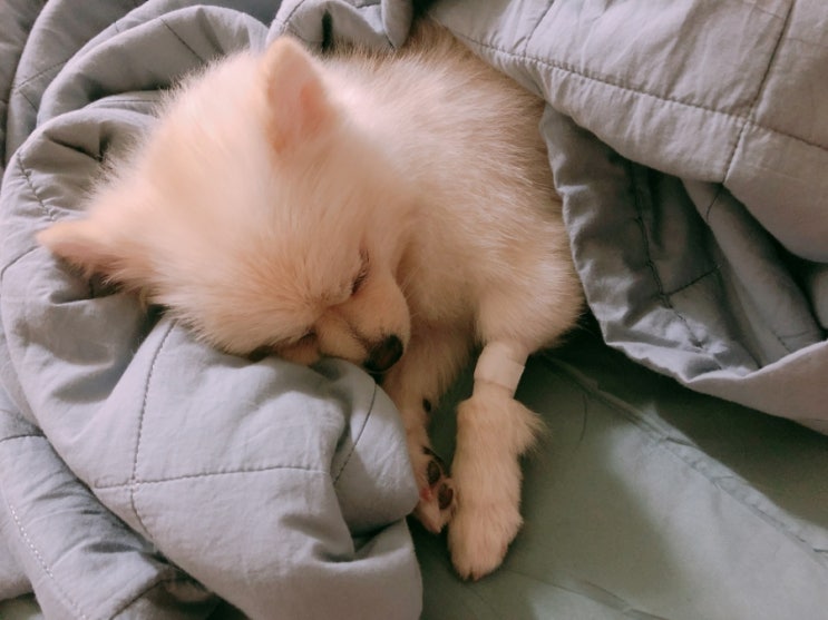  강아지 중성화 수술시기와 비용 및 수술시간