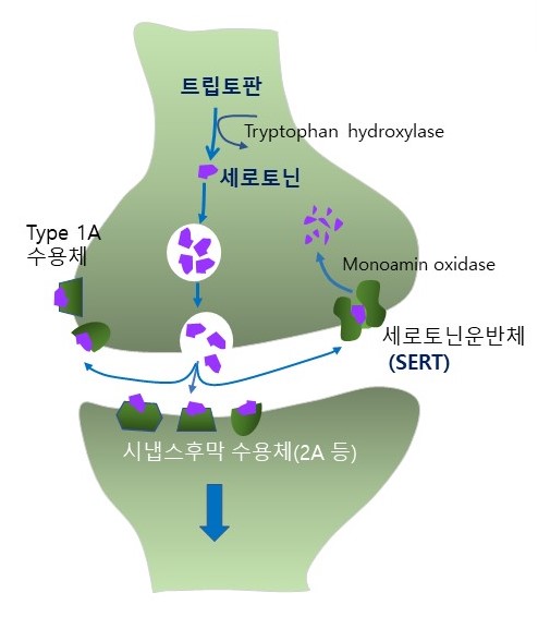  운동과 통증, 운동유발성무통증 exercise-induced analgesia, endorphin, serotonin