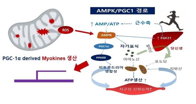  암환자를 위한 운동처방, 강한운동은 어떠할까?
