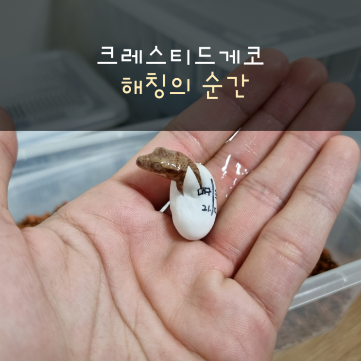  크레스티드게코 해칭의 순간