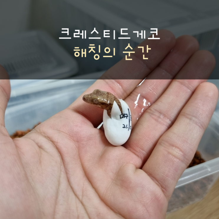 크레스티드게코 해칭의 순간