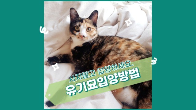  유기묘 입양 방법? 신중하게 생각해 주세요! (Feat. Wit & 용캣)