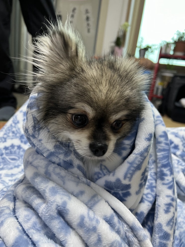  폭 쌓인 꾸꾸