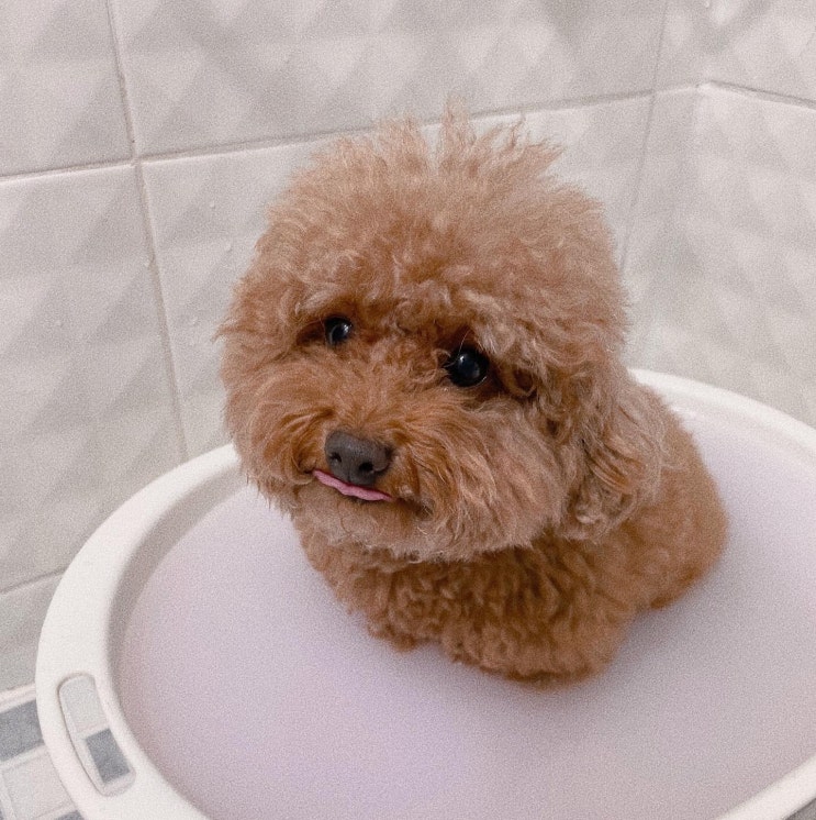  강아지 사춘기 개춘기 증상 대처하는 방법 :)