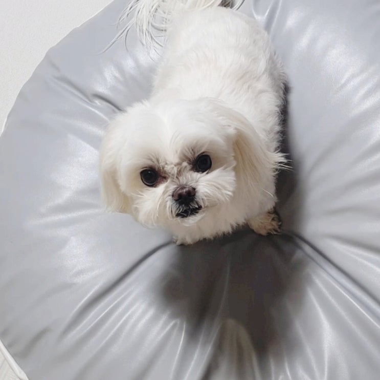  퍼핑 펫빈백 방석 개봉기