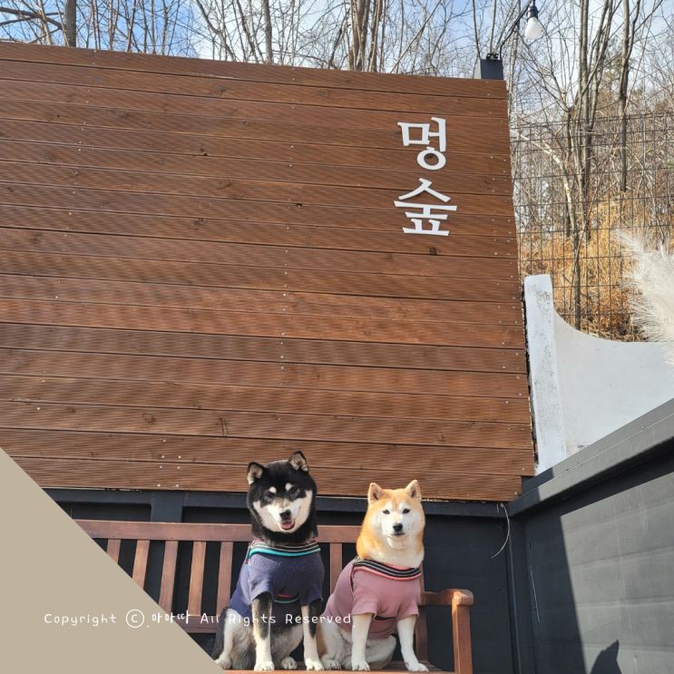  강화도애견동반 운동장대관 신나게 놀고 온 멍숲 멍3 후기