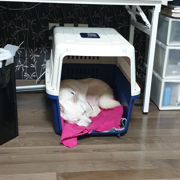 첫 주 적응기. 켄넬 거부 시작. 첫 주 적응기. 켄넬 거부 시작.