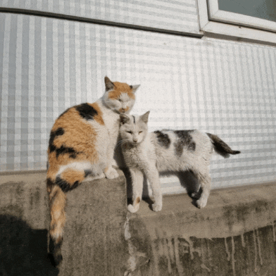 길고양이 일상 23