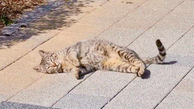  길고양이 친해지기 방법과 입양, 구조 할때 주의해야 할 점은?