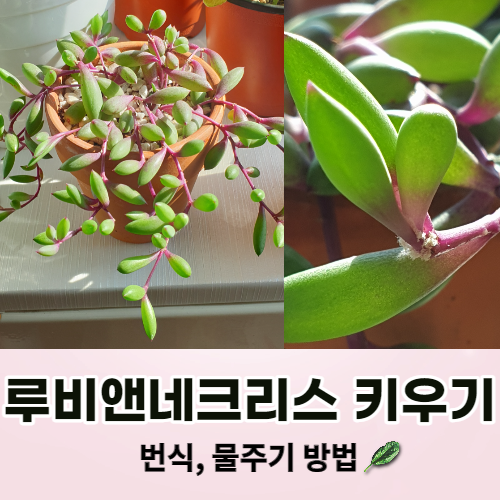  다육이 루비앤네크리스키우기 진주목걸이 번식과 물주기 방법