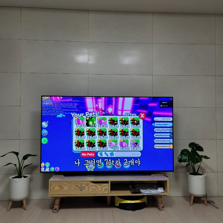  다이소표 분갈이)몬스테라 여인초 분갈이 하기