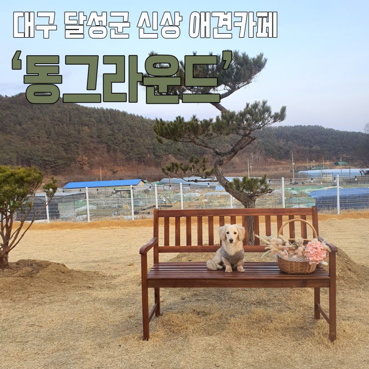  대구 달성군 신상 애견카페 '동그라운드' 다녀오다