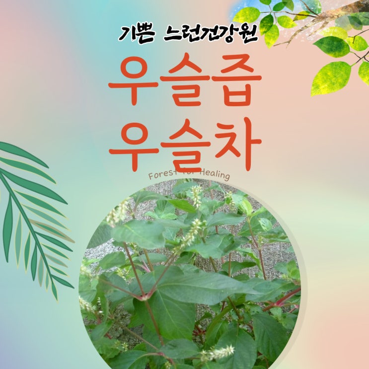  우슬차,우슬뿌리 우슬즙 먹는법