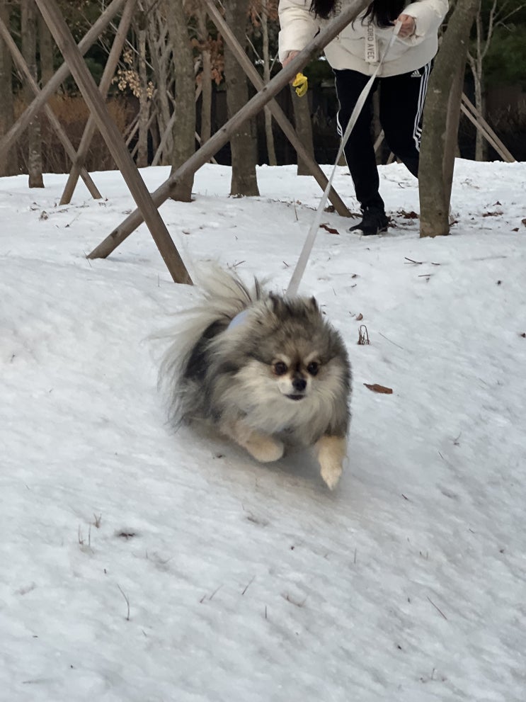  눈밭을 산책하자!!