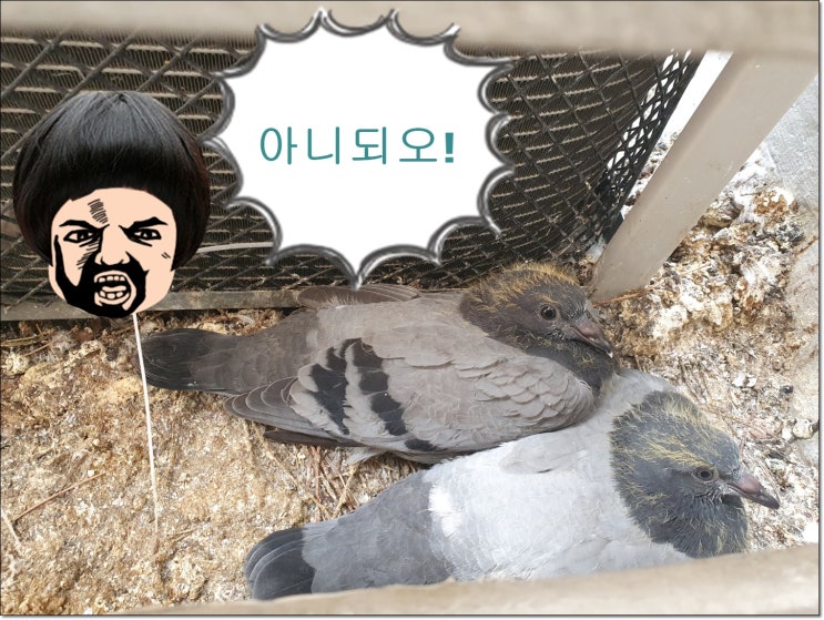  비둘기똥 그대로 두지 말고 청소하세요