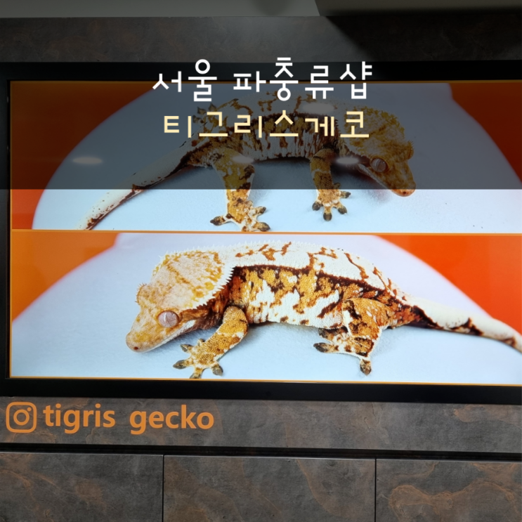  서울 크레스티드게코 전문 파충류샵 티그리스게코