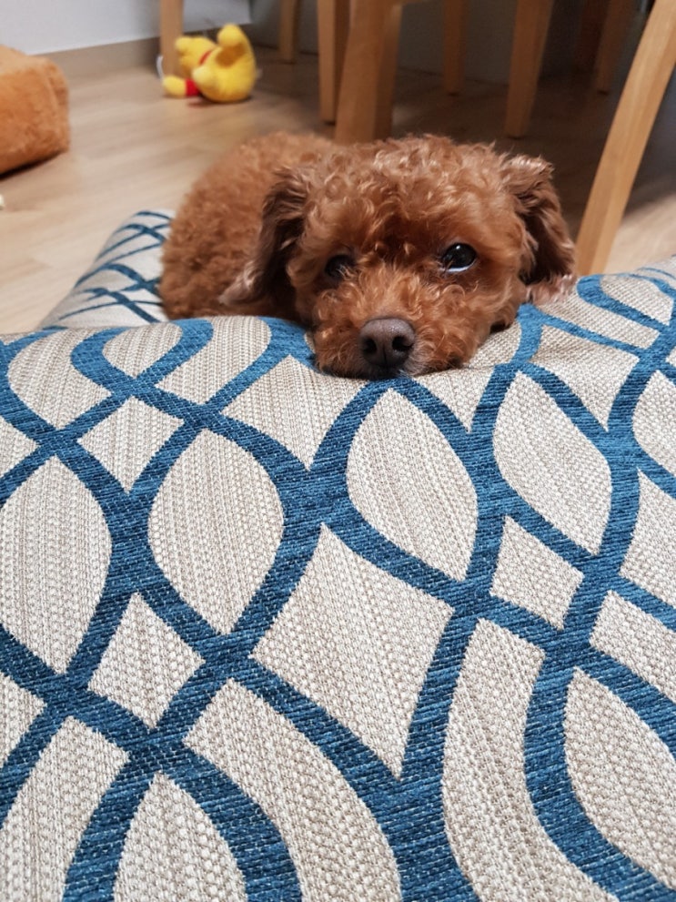 귀여운 강아지행동, 강아지표현 모음 사진