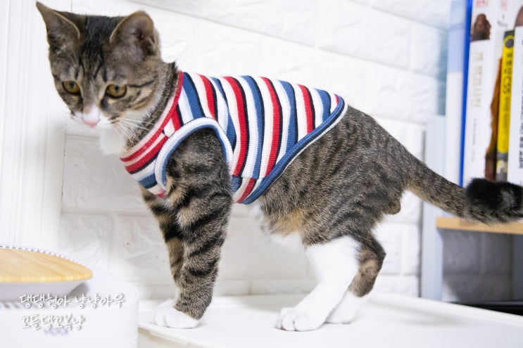  고양이 뱃살의 정체 알고 보니 원시주머니?