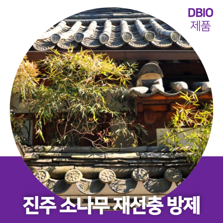  소나무재선충병 극심 지역 진주시 친환경 천적 백신으로 방제!