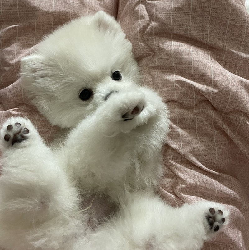 댕댕이발소