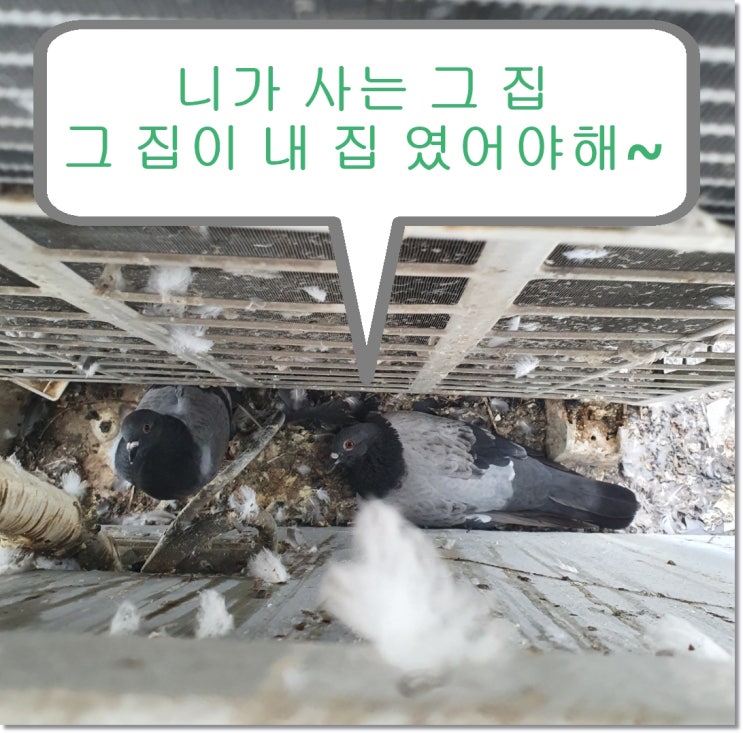  비둘기둥지가 실외기에 있다면 서두르세요