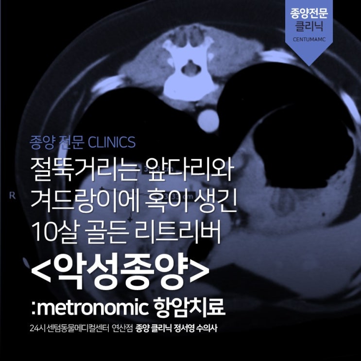 10살 골든 리트리버 &lt;악성종양&gt; metronomic 항암치료 (부산 CT 동물병원, 24시 센텀동물메디컬센터 연산점)