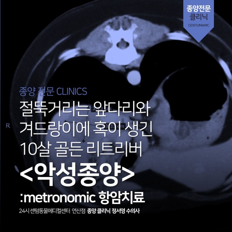  10살 골든 리트리버 <악성종양> metronomic 항암치료 (부산 CT 동물병원, 24시 센텀동물메디컬센터 연산점)