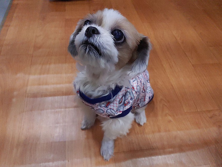  강아지 기본티 제작 과정샷
