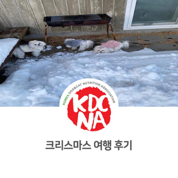  반려동물과 함께하는 2021 크리스마스 여행 후기 [한국반려동물영양협회/펫푸드자격증/최수연펫푸드아카데미/강아지화식/강아지수제간식/용인/수원/시흥/과천/구리_973]