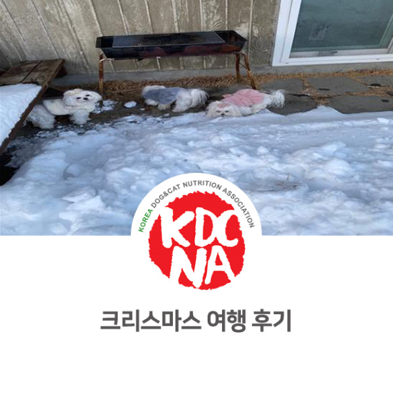 반려동물과 함께하는 2021 크리스마스 여행 후기 [한국반려동물영양협회/펫푸드자격증/최수연펫푸드아카데미/강아지화식/강아지수제간식/용인/수원/시흥/과천/구리_973]