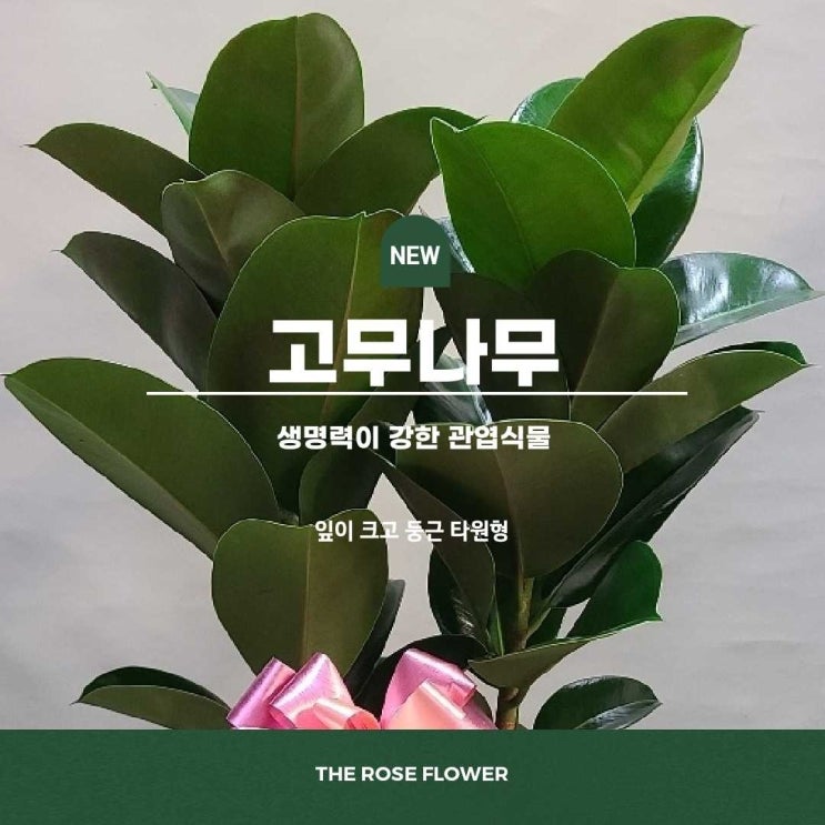  고무나무7호배송/가산2차SKV1AP타워꽃배송/가산동,독산동,시흥동,광명동,일직동,가리봉동,개봉동,가산디지털단지역,구로디지털단지역,철산동,하안동,소하동꽃집,전국꽃배달서비스,개업선물