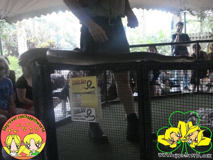  여기는 호주// 케언즈 열대 동물원 (Tropical Zoo in Cairns) 2/2