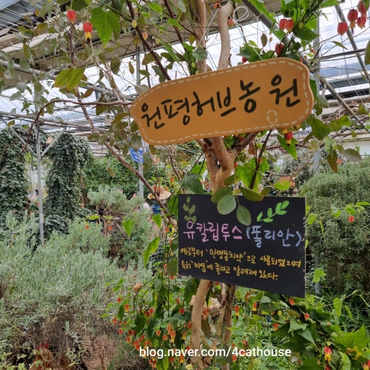  "화성 매송 원평허브농원"후기(내돈내산)/ 화성 허브농원, 화성 데이트