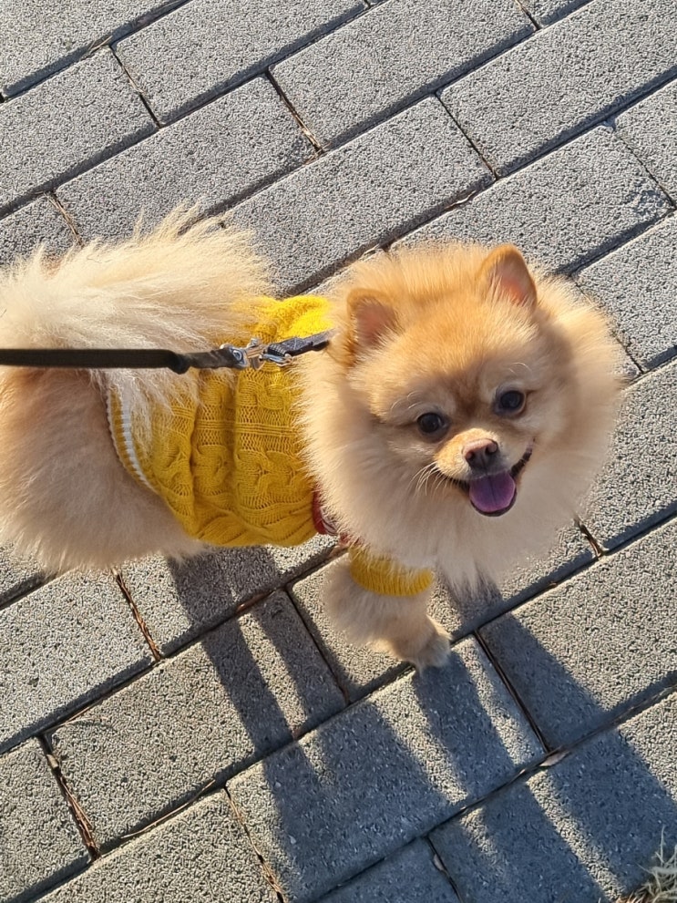  울막둥쓰랑 동네 산책 댕겨옴