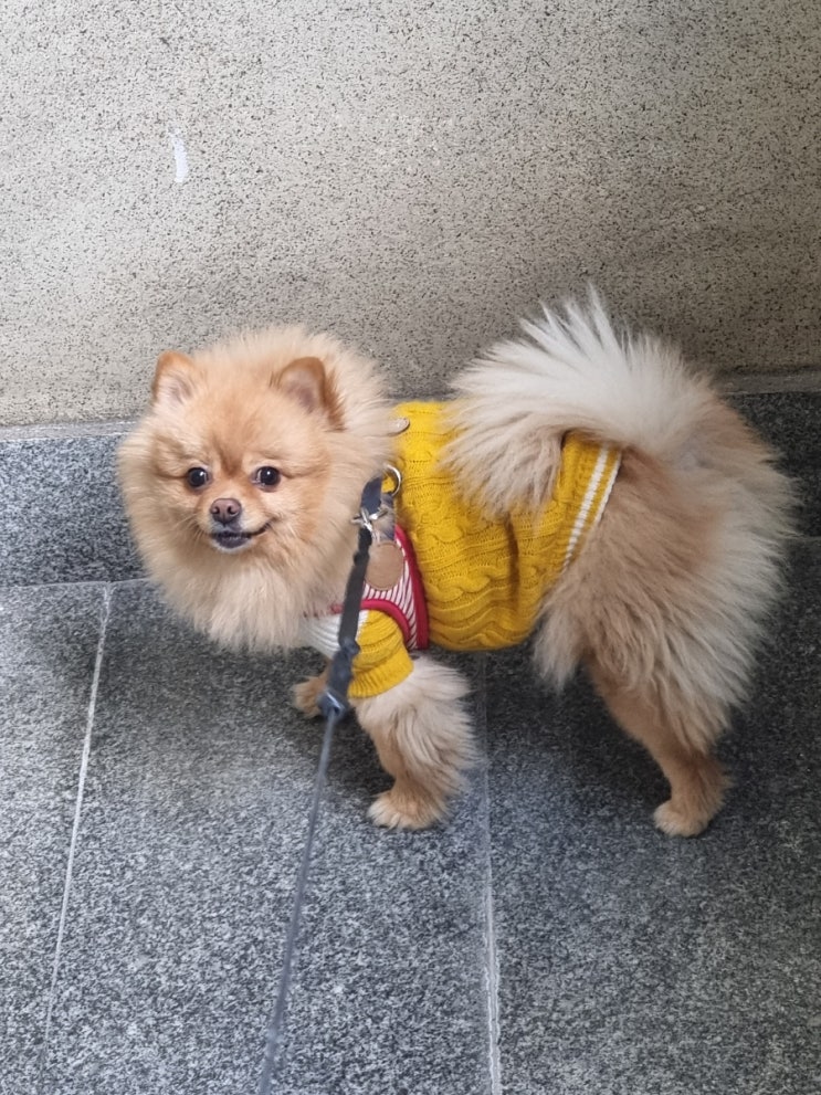  개나리와 공원 산책 댕겨옴!!