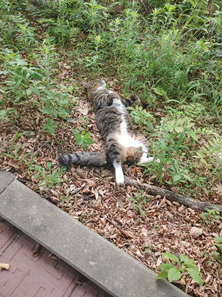  자고 있는 고양이(작년 여름에 찍은 사진)