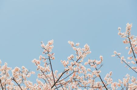  이제 진정 봄이오려는지~