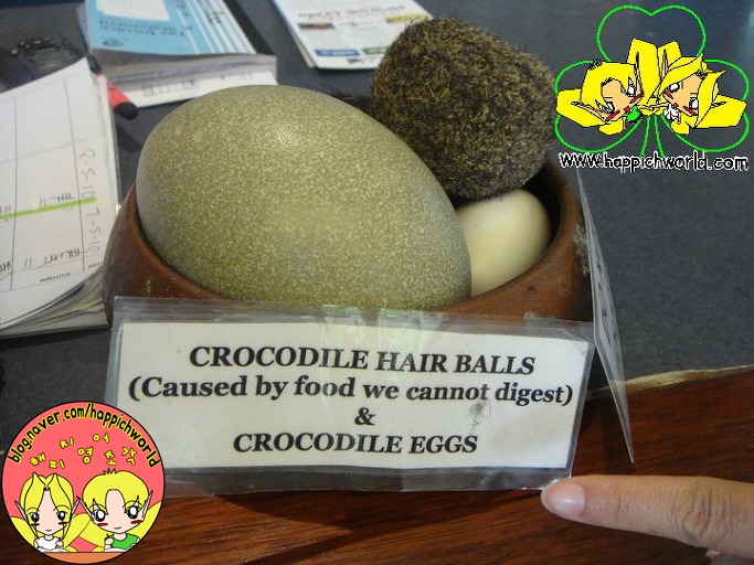  여기는 호주// Crocodile Adventure 1/2