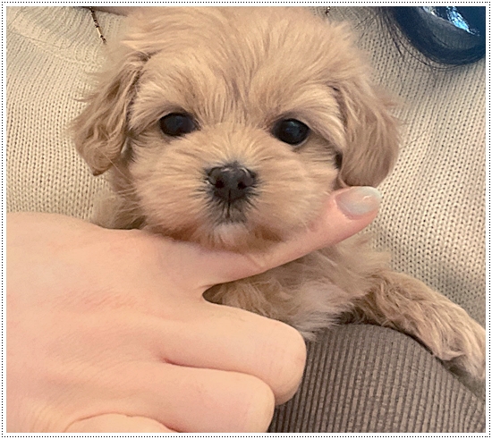  김제강아지분양 정직한 곳을 보았어요!