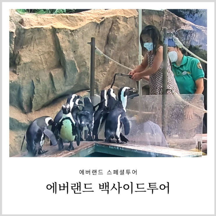 에버랜드 스페셜투어 백사이드투어 아이랑 동물 먹이주기 체험 에버랜드 스페셜투어 백사이드투어 아이랑 동물 먹이주기 체험