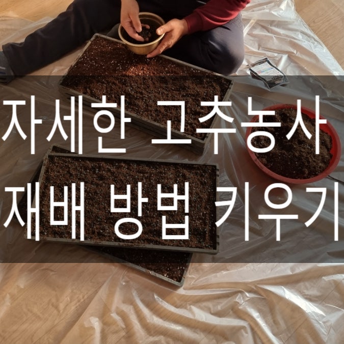  귀농 귀촌 자세한 고추농사 재배 방법 키우기