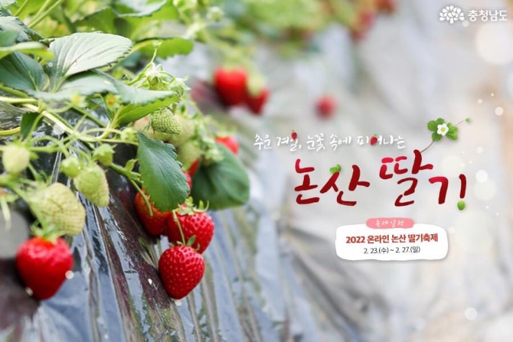 추운 겨울, 눈꽃 속에 피어나는 논산 딸기 | 충남도청페이스북