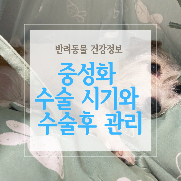  수컷 암컷 강아지 중성화 시기와 수술 후 관리