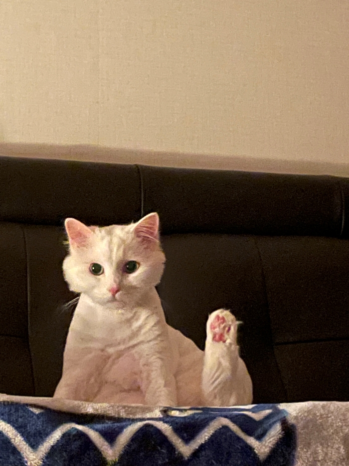  고양이 턱드름 원인 알아보고 관리해 본 방법