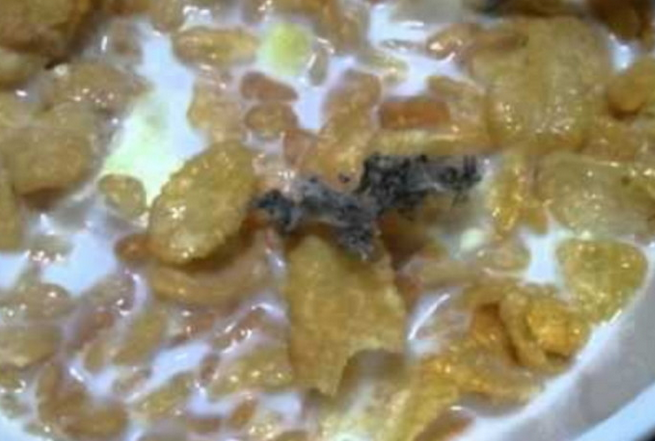 콘푸로스트 쥐 소리, 바퀴벌레 정체 영상