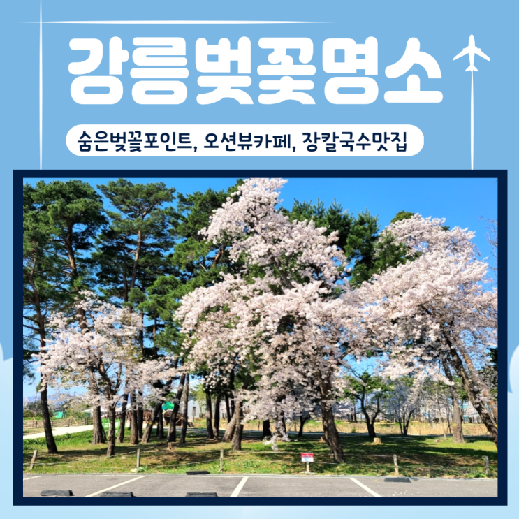 강릉) 4월 벚꽃 명소들,  오션뷰카페, 장칼국수맛집