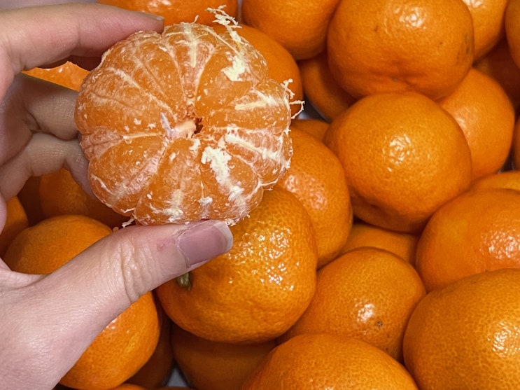 귤탐 당도선별 제주감귤 3kg 쿠팡 로켓프레시