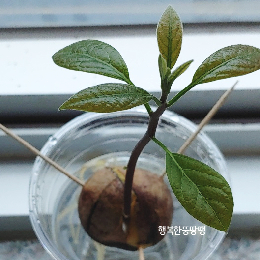  아보카도 씨앗 수경재배 발아